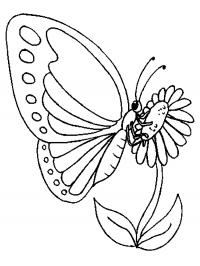 Бабочка на цветке Раскраски цветы для девочек
