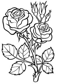 Розы с бутонами и шипами Онлайн бесплатные раскраски цветы