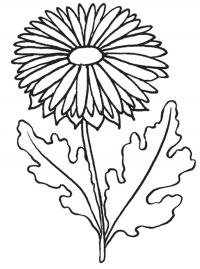 Садовая ромашка Раскраски с цветами распечатать бесплатно