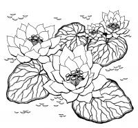 Цветы лотос Онлайн бесплатные раскраски цветы