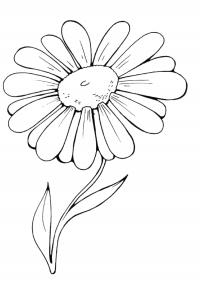 Цветы ромашка Онлайн бесплатные раскраски цветы