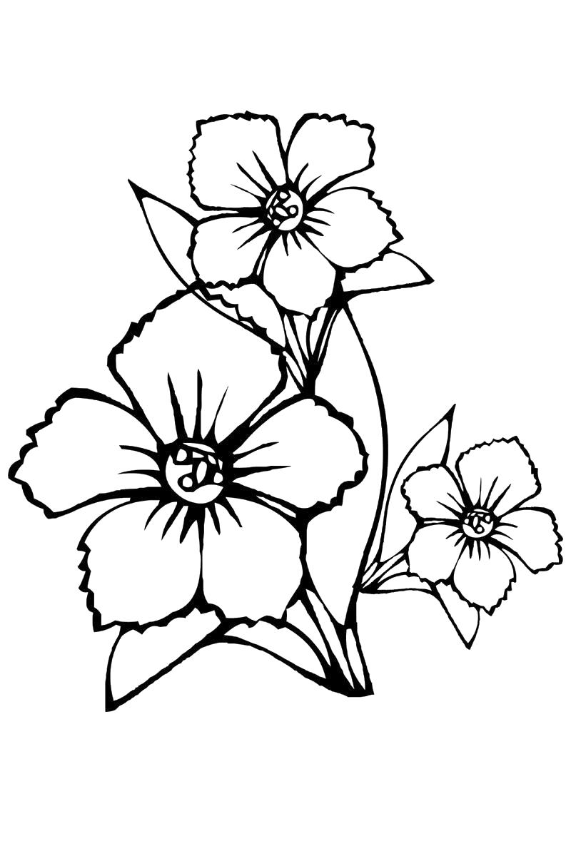 Цветок маленький цветок раскраска Черно белые раскраски цветов